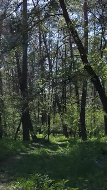 Video vertical de pădure verde în timpul zilei — Videoclip de stoc