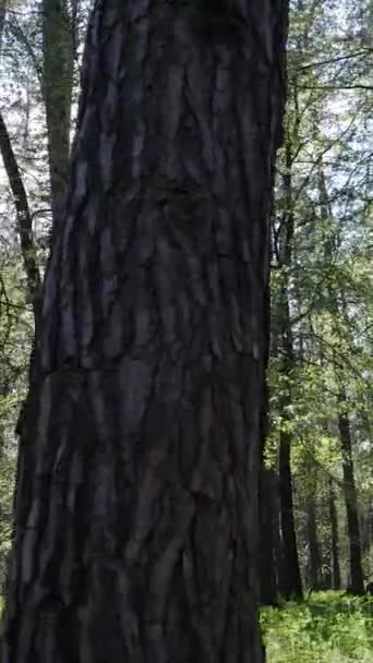 Vertikal video av grön skog under dagen — Stockvideo