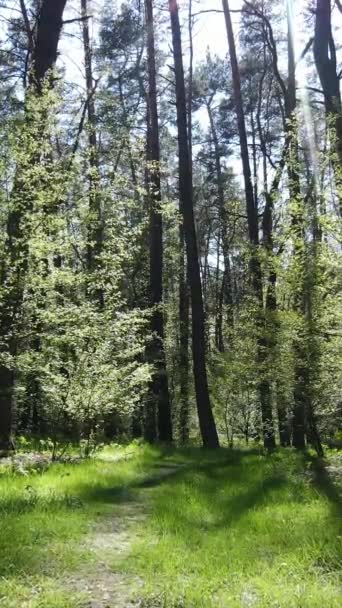 Vidéo verticale de la forêt verte pendant la journée — Video