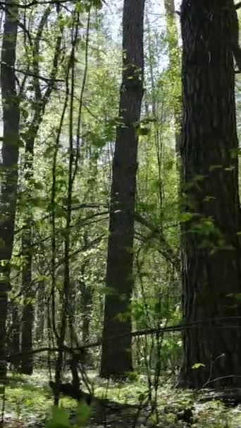 Video verticale della foresta verde durante il giorno — Video Stock