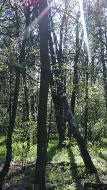 Vídeo vertical de floresta verde durante o dia — Vídeo de Stock