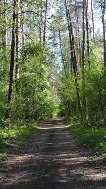 Vertikales Video von grünem Wald während des Tages — Stockvideo