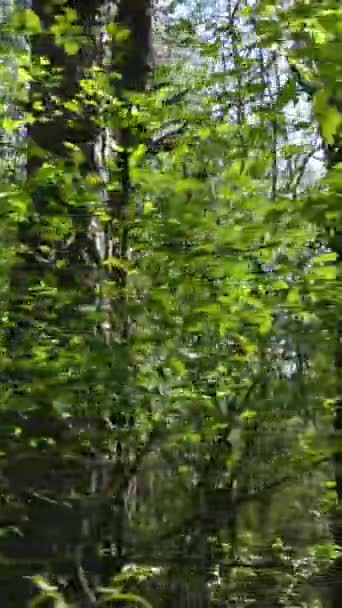Video verticale della foresta verde durante il giorno — Video Stock
