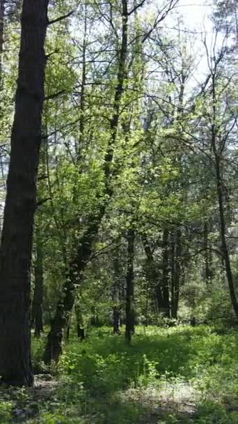 Вертикальное видео зеленого леса в течение дня — стоковое видео