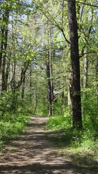 Vídeo vertical del bosque verde durante el día — Vídeos de Stock