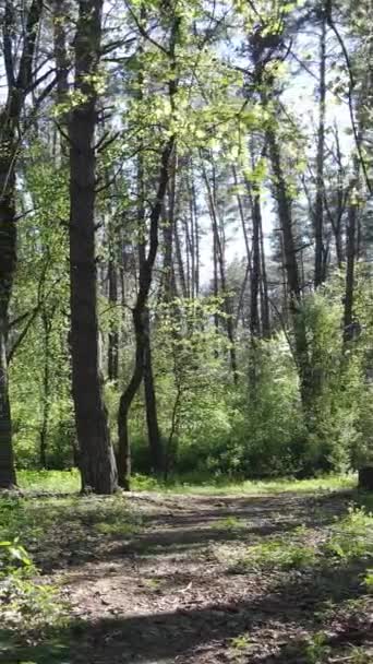 Vídeo vertical del bosque verde durante el día — Vídeos de Stock