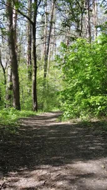 Vertikales Video von grünem Wald während des Tages — Stockvideo