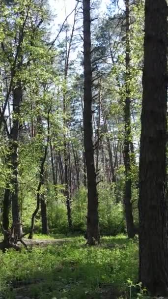 Vertikální video zeleného lesa během dne — Stock video