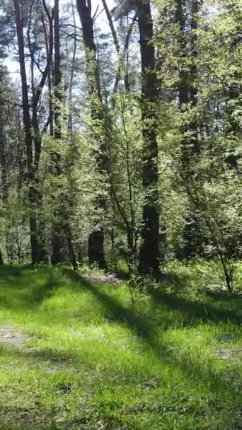 Vídeo vertical del bosque verde durante el día — Vídeo de stock