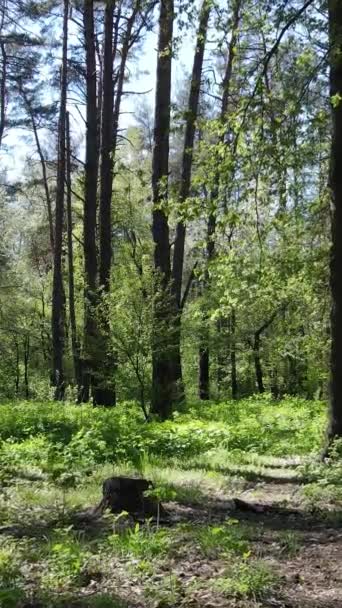 Gündüz boyunca yeşil ormanın dikey videosu — Stok video