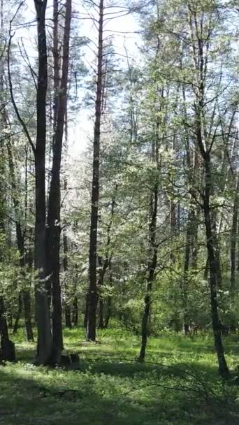 Vídeo vertical de floresta verde durante o dia — Vídeo de Stock