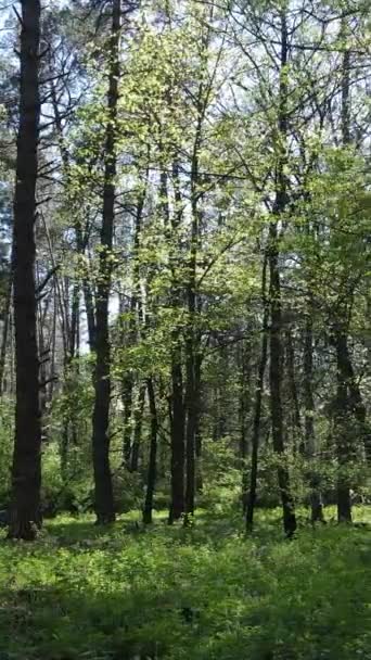 낮 동안의 녹색 숲의 수직 영상 — 비디오