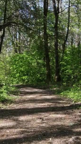 Vertikales Video von grünem Wald während des Tages — Stockvideo