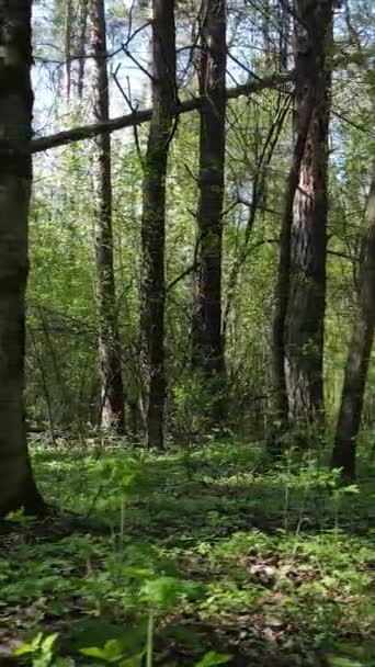 Vídeo vertical del bosque verde durante el día — Vídeo de stock