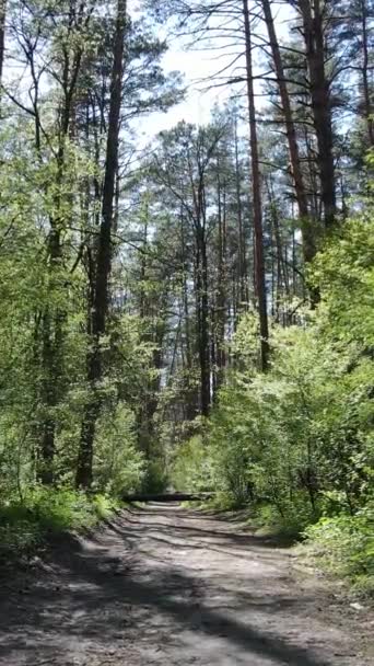 Video verticale della foresta verde durante il giorno — Video Stock