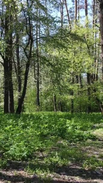 Vertikales Video von grünem Wald während des Tages — Stockvideo