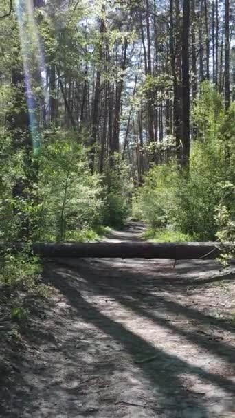 Video verticale della foresta verde durante il giorno — Video Stock