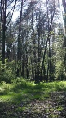 Gündüz boyunca yeşil ormanın dikey videosu