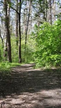 Gündüz boyunca yeşil ormanın dikey videosu