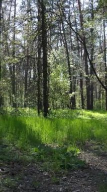 Gündüz boyunca yeşil ormanın dikey videosu