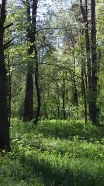 Gündüz boyunca yeşil ormanın dikey videosu