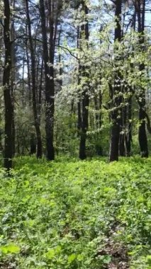 Gündüz boyunca yeşil ormanın dikey videosu