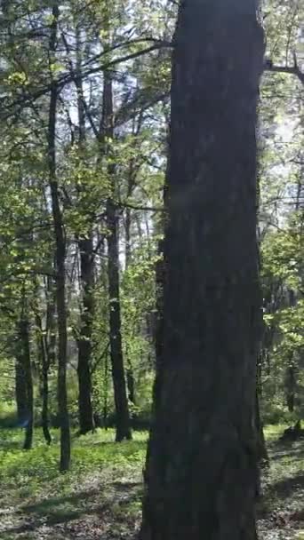 Vertikální video zeleného lesa během dne — Stock video