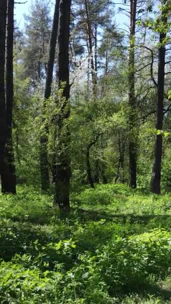 दिन के दौरान ग्रीन वन का ऊर्ध्वाधर वीडियो — स्टॉक वीडियो