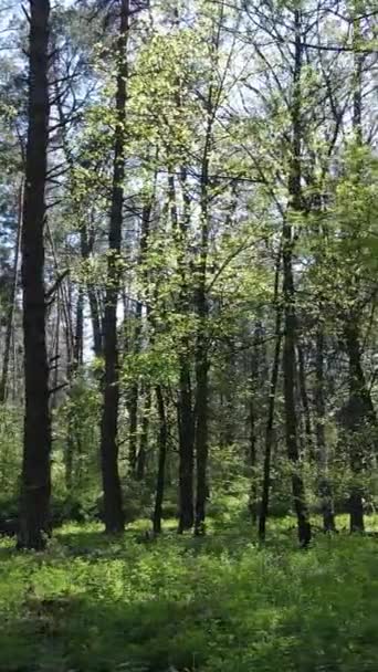 Vertikales Video von grünem Wald während des Tages — Stockvideo