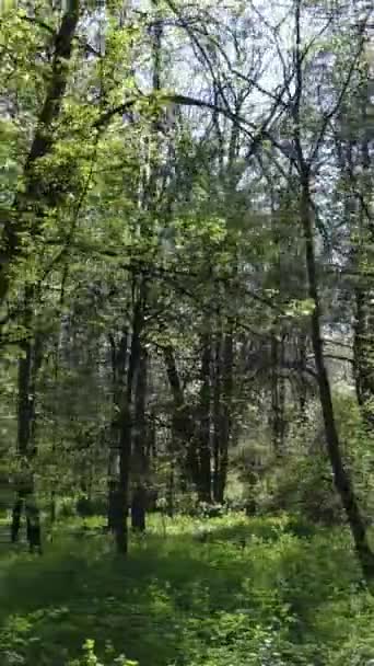 Video verticale della foresta verde durante il giorno — Video Stock