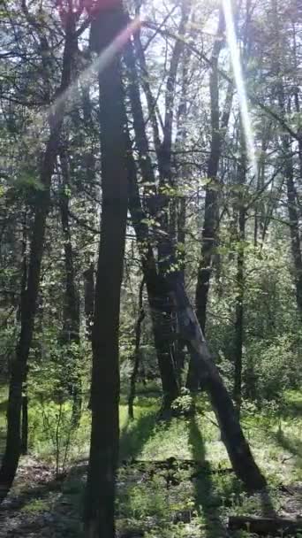 Vídeo vertical de floresta verde durante o dia — Vídeo de Stock