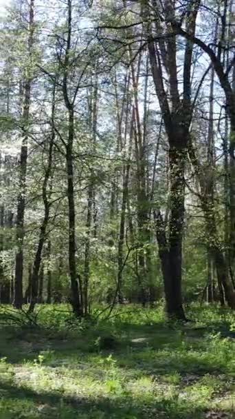 日中の緑の森の垂直ビデオ — ストック動画