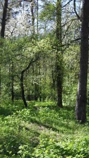 Vertikales Video von grünem Wald während des Tages — Stockvideo