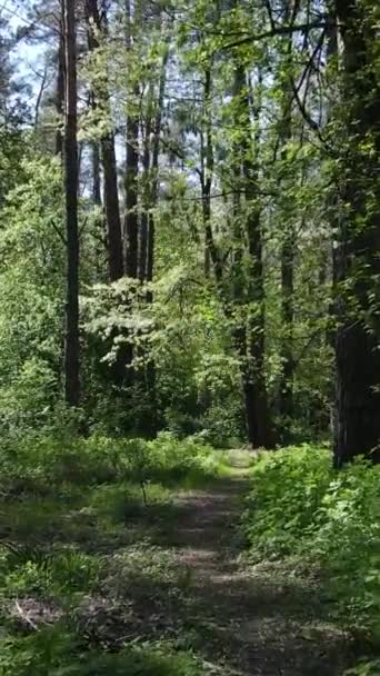 Függőleges videó a zöld erdő a nap folyamán — Stock videók