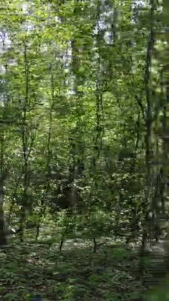Gündüz boyunca yeşil ormanın dikey videosu — Stok video