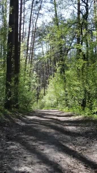 Vertical video of green forest during the day — Stock Video