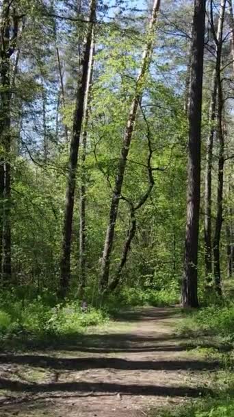 낮 동안의 녹색 숲의 수직 영상 — 비디오