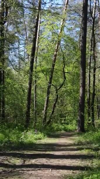 Vídeo vertical del bosque verde durante el día — Vídeo de stock