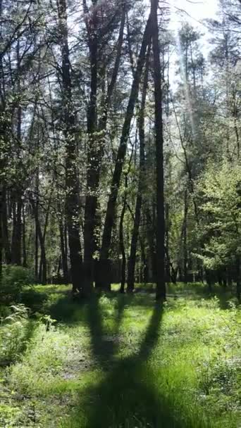 Vídeo vertical del bosque verde durante el día — Vídeos de Stock