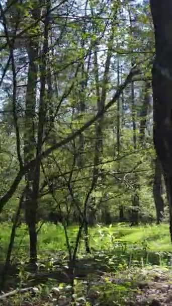 Vídeo vertical del bosque verde durante el día — Vídeos de Stock