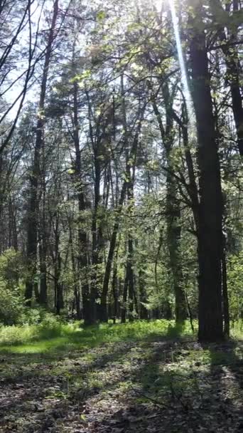 Vertikal video av grön skog under dagen — Stockvideo