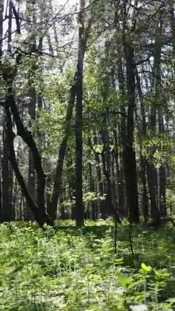 Vídeo vertical de floresta verde durante o dia — Vídeo de Stock