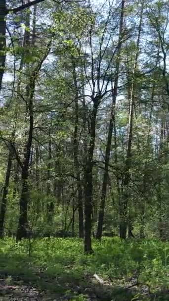 Video verticale della foresta verde durante il giorno — Video Stock