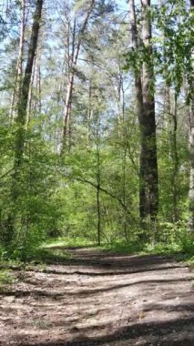 Gündüz boyunca yeşil ormanın dikey videosu