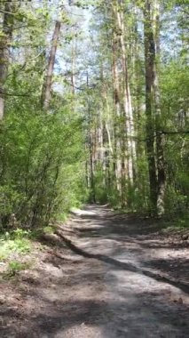 Gündüz boyunca yeşil ormanın dikey videosu