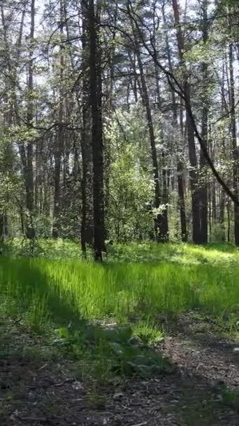 Vidéo verticale de la forêt verte pendant la journée — Video