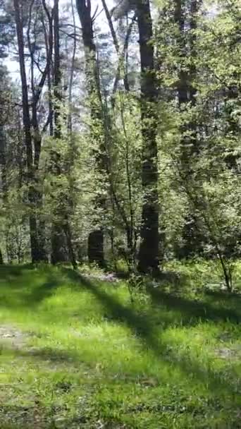 Вертикальное видео зеленого леса в течение дня — стоковое видео
