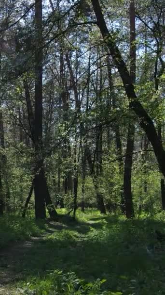 Vídeo vertical de floresta verde durante o dia — Vídeo de Stock