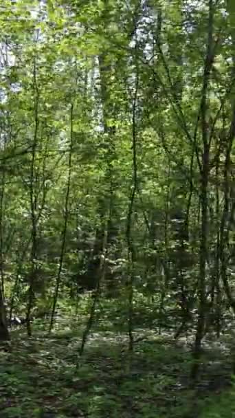 Vertikal video av grön skog under dagen — Stockvideo