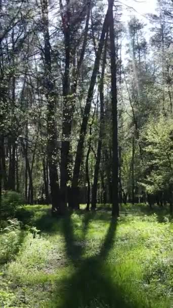 Pionowe wideo z zielonym lasem w ciągu dnia — Wideo stockowe